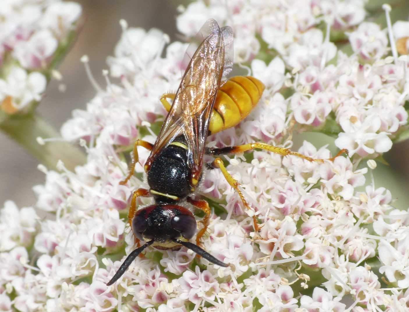Philanthus triangulum diadema ♀ (Crabronidae)